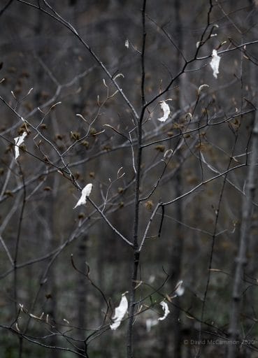 Pale Beech